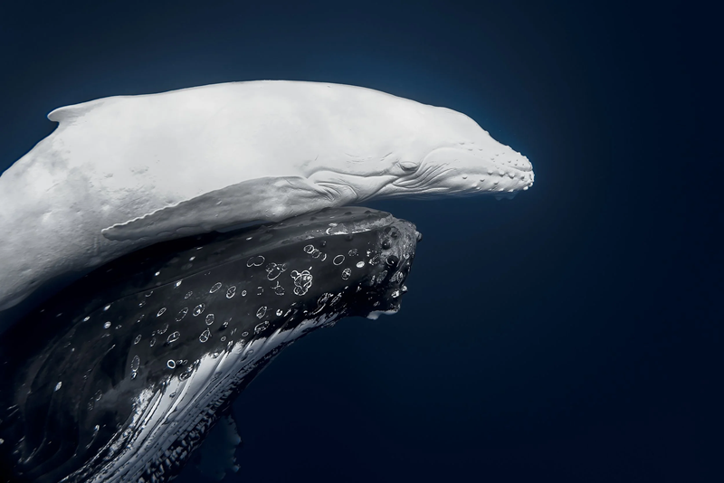 Foto: Jono Allen-World Nature Photography Awards