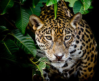 Revista - Noticias y Ecológicas - Jaguares, y ocelotes, otra riqueza amenazada